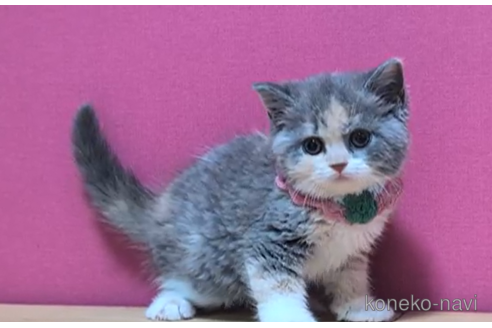 成約済の東京都のスコティッシュフォールド-104478の3枚目